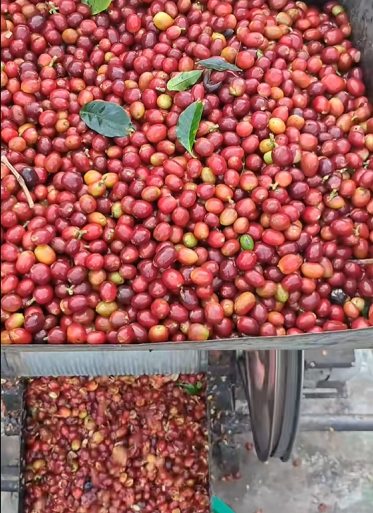 Pengeringan